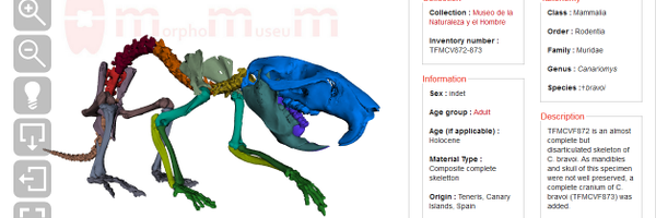 morphomuseum Profile Banner