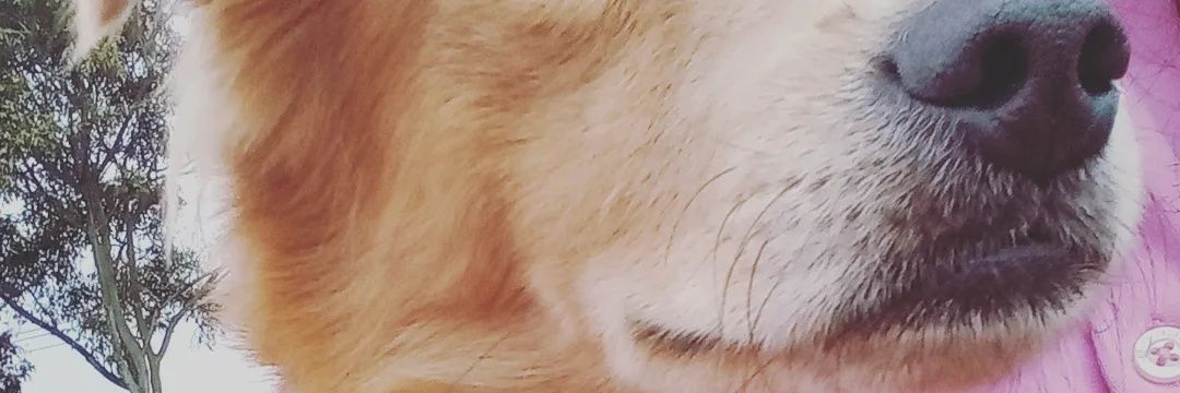 Michmacallister's profile banner image