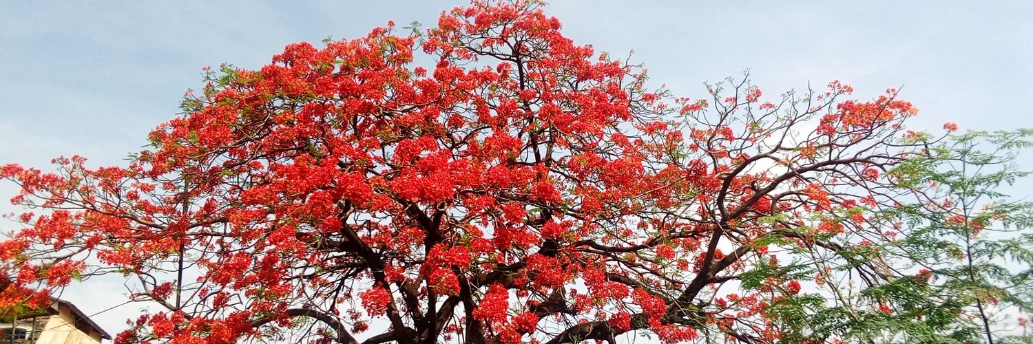 Polydor Falay banner