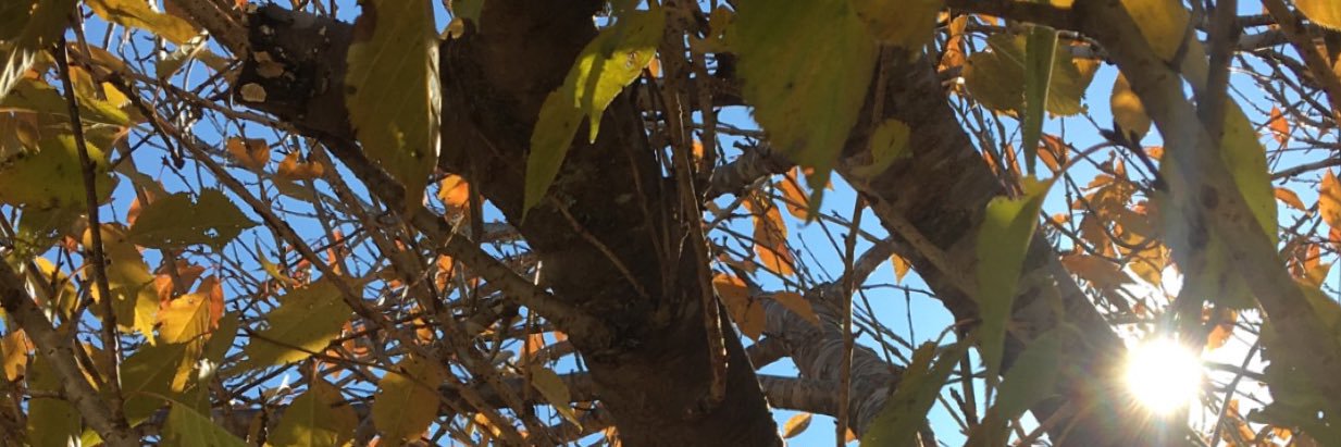 afiar2's profile banner image