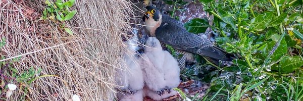 DevonPeregrines Profile Banner