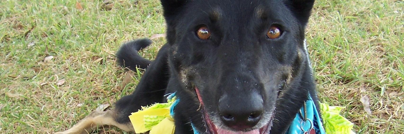 tillydogtimperm banner