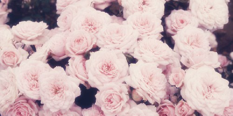 RochelleBlueNAD's profile banner image