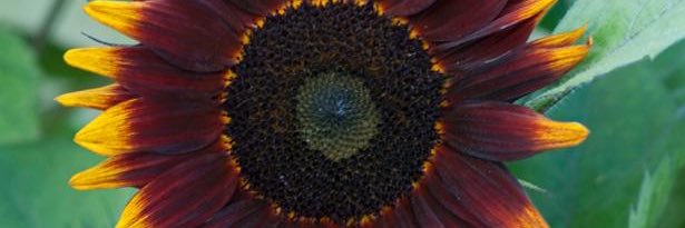 cryptidthemme's profile banner image