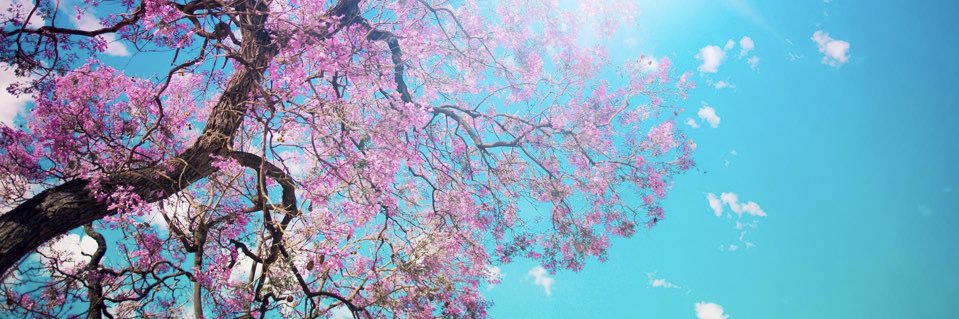 lillysmith71's profile banner image