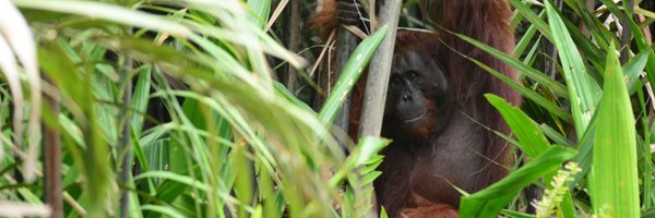 Orangutan Foundation Profile Banner