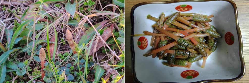 前田　マルミ banner