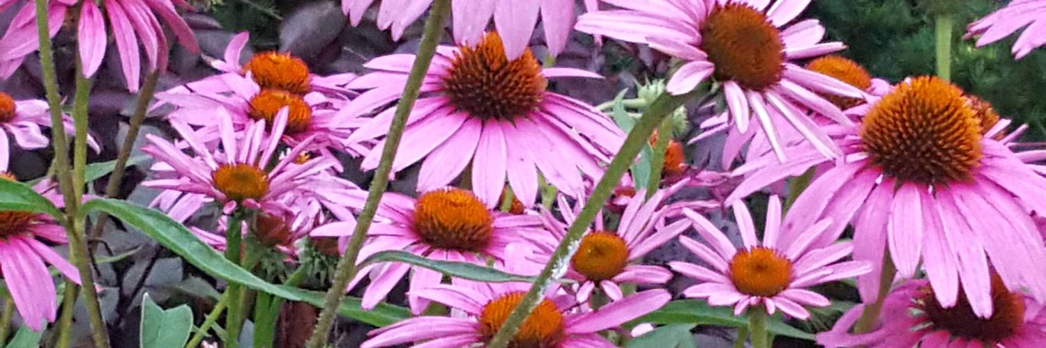 chelgraham's profile banner image