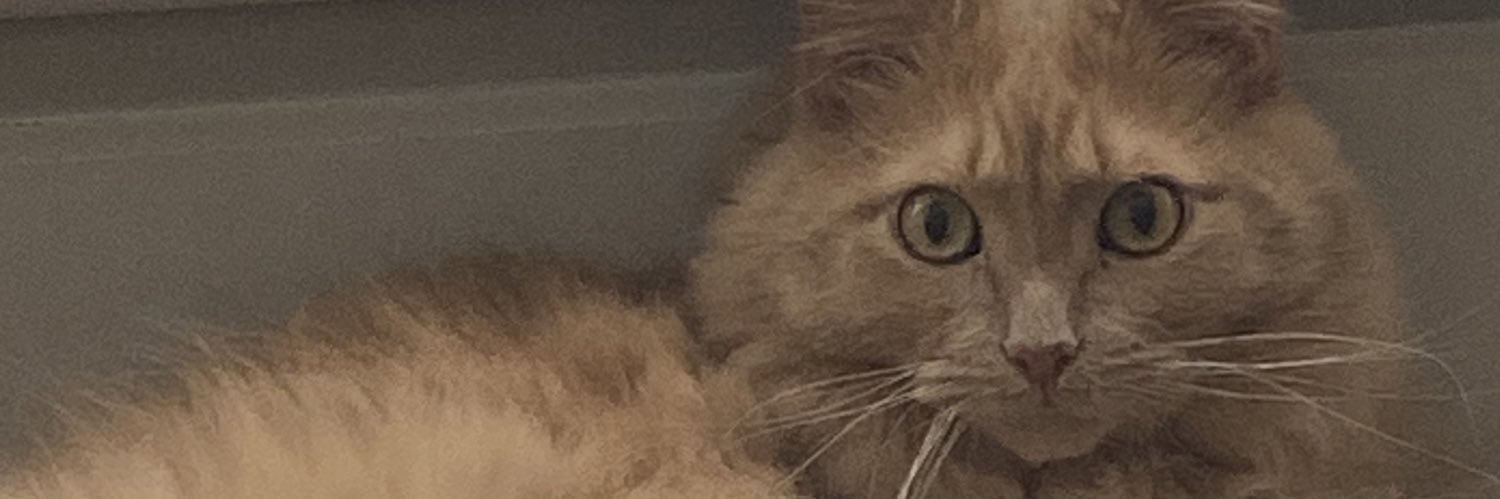 BoredSillyDaily's profile banner image
