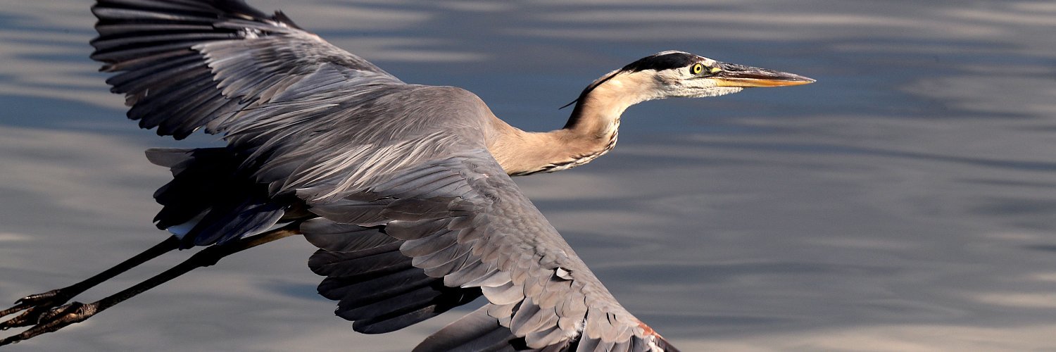 Daily Press Visuals banner