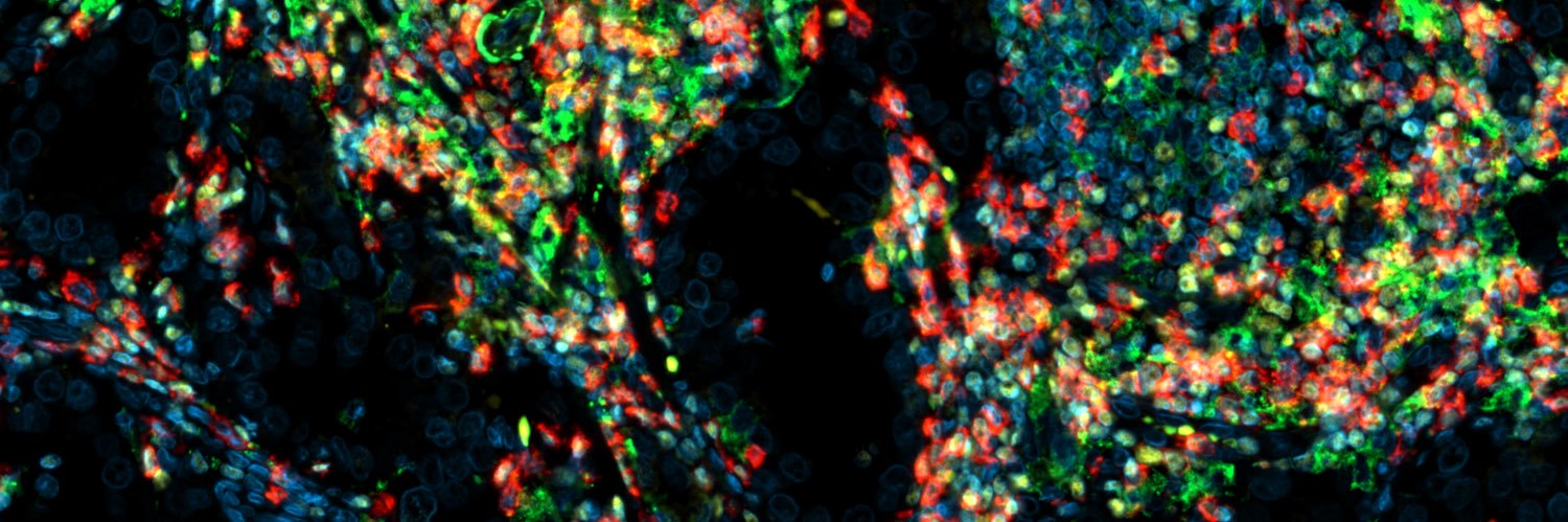 David Einstein banner