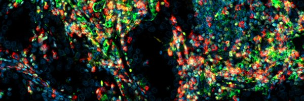 davidjeinstein Profile Banner