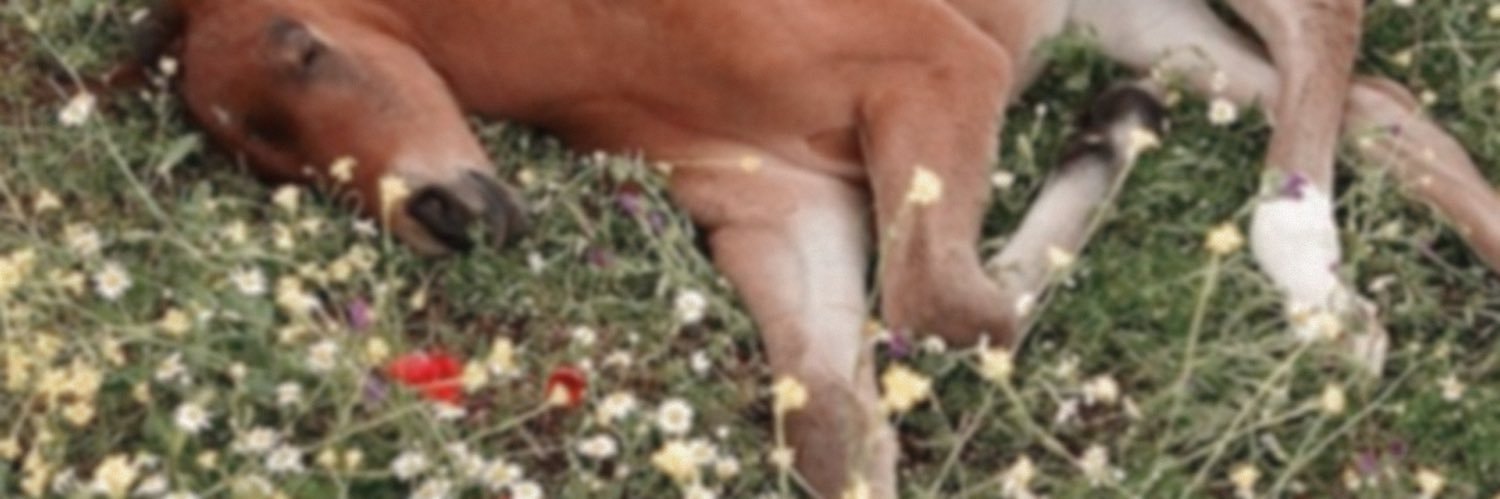 AdrieShaw's profile banner image