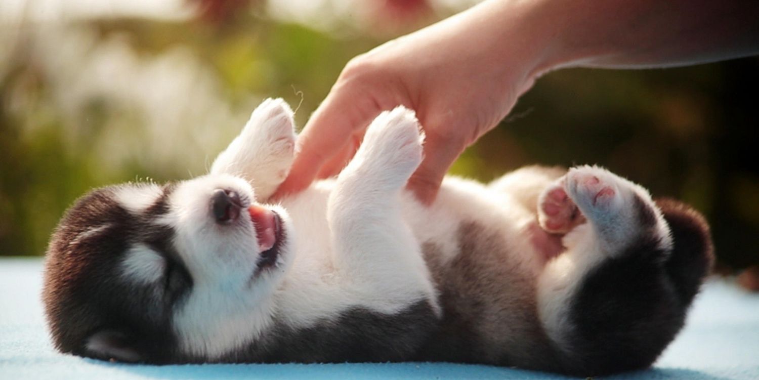 CutePetPlanet's profile banner image