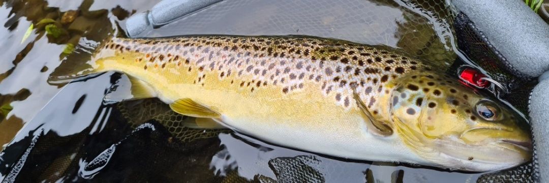 WelshFlyFisher1's profile banner image