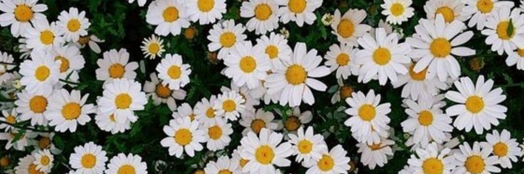 roxa_guzman's profile banner image
