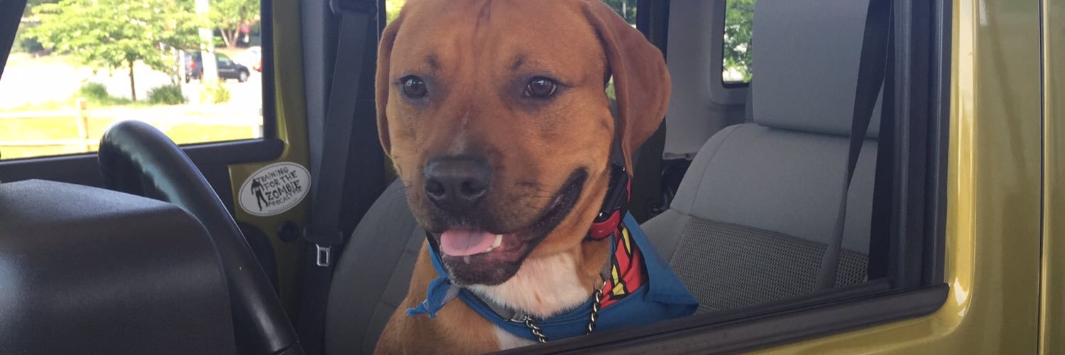 Live4MyDogs_'s profile banner image