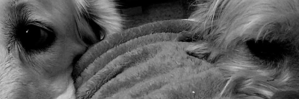 Cerridwen_'s profile banner image