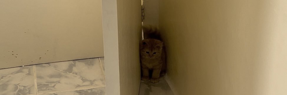 ariel__adjr's profile banner image