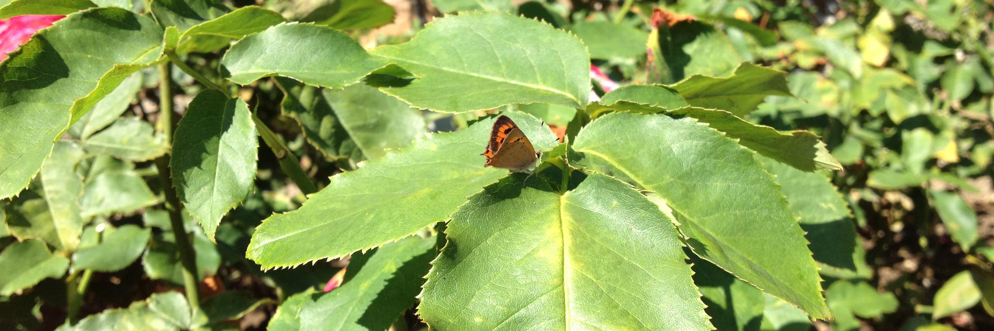 R Polychondritis banner