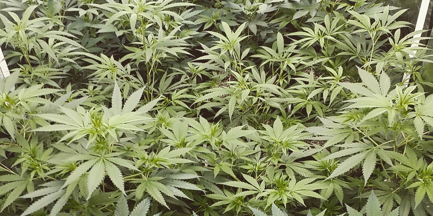 ChronicBrand420's profile banner image
