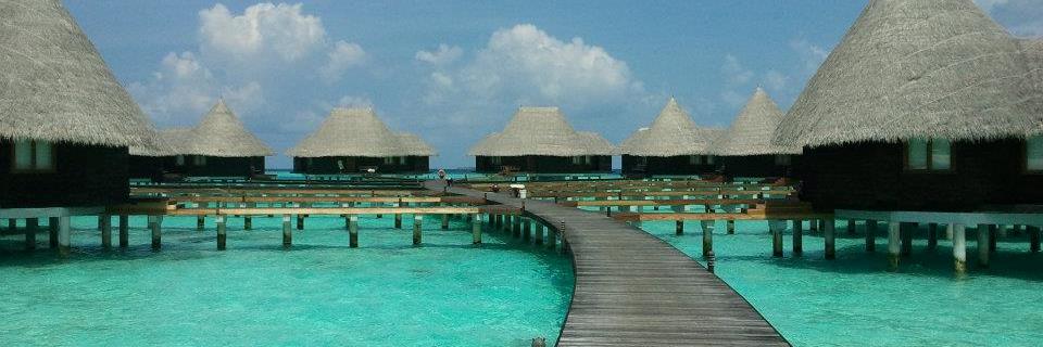 Emma Dillon-Leetch banner