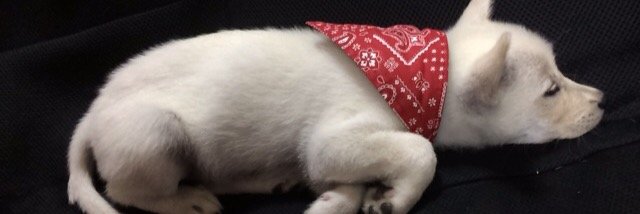 xi_ainyan's profile banner image
