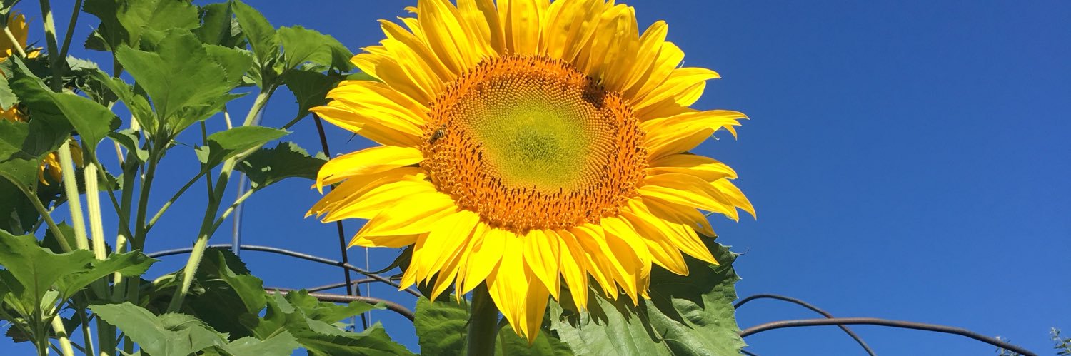 BolstadJulie's profile banner image