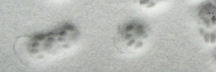 ClaraVSP's profile banner image