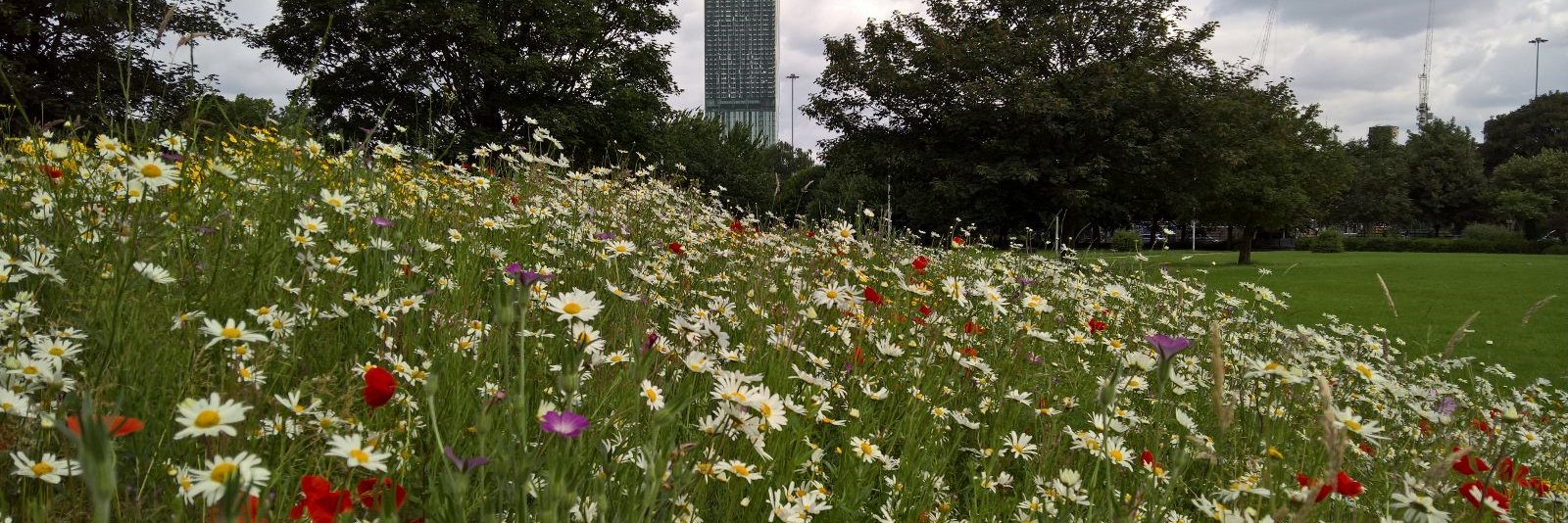To2CWildflowers's profile banner image