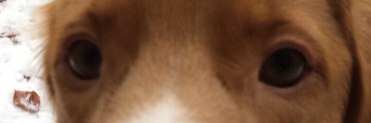 olivia_luka's profile banner image