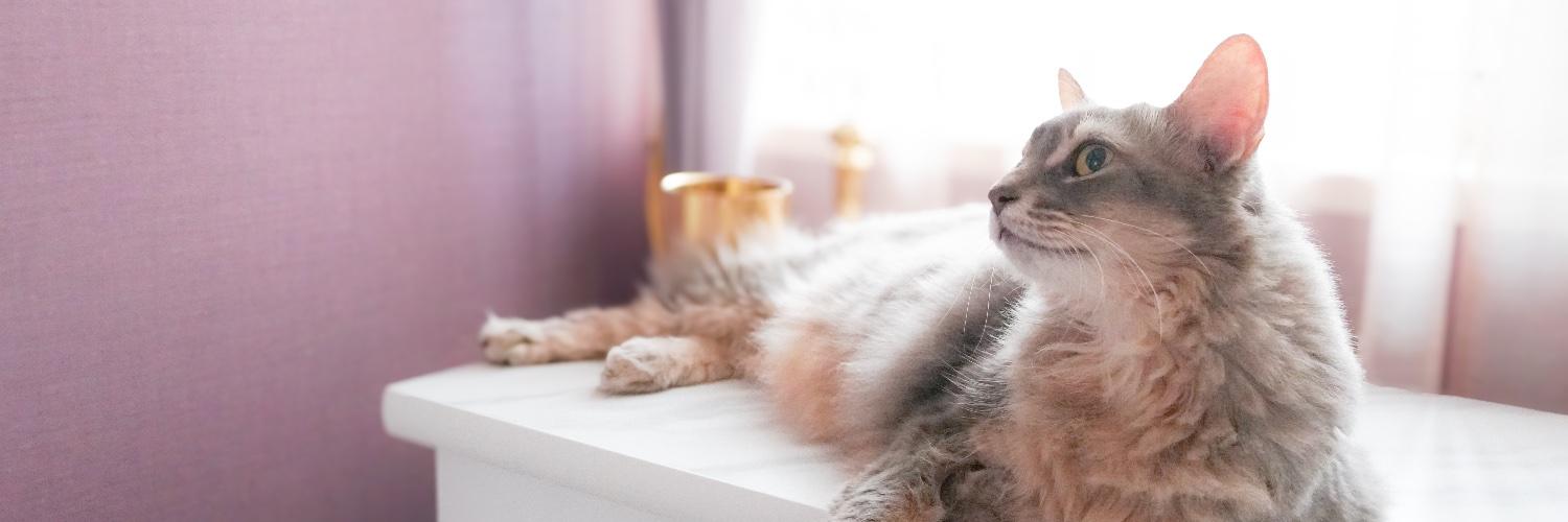 三條 凛花 🐈‍⬛薬箱とスパイス📗 banner