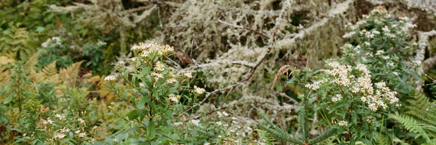 Charlie Nicholson banner