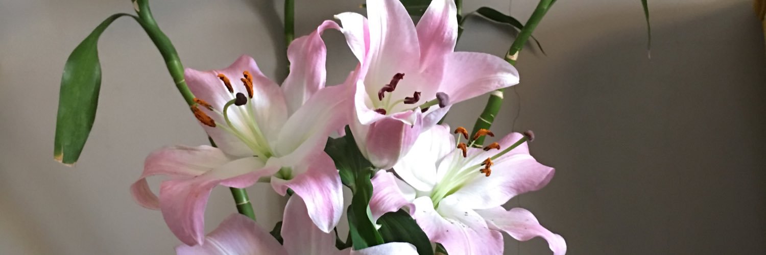 alyouseftesol's profile banner image