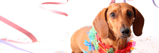 RushdenVets's profile banner image