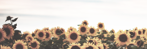 stephanie_beebe's profile banner image