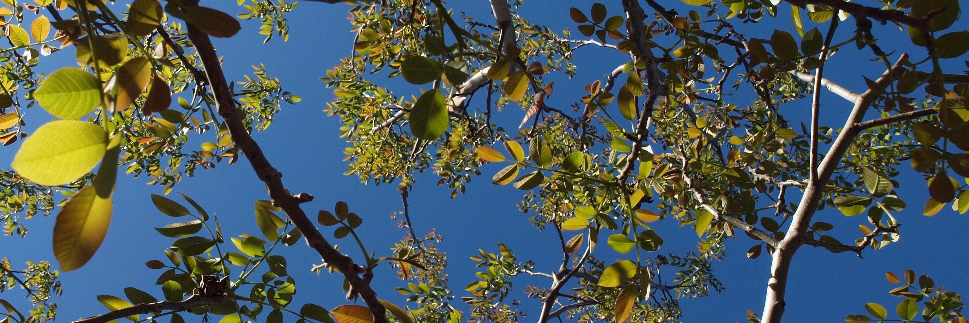 Kat Jarvis-Shean banner