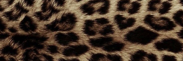 youxpappilone's profile banner image