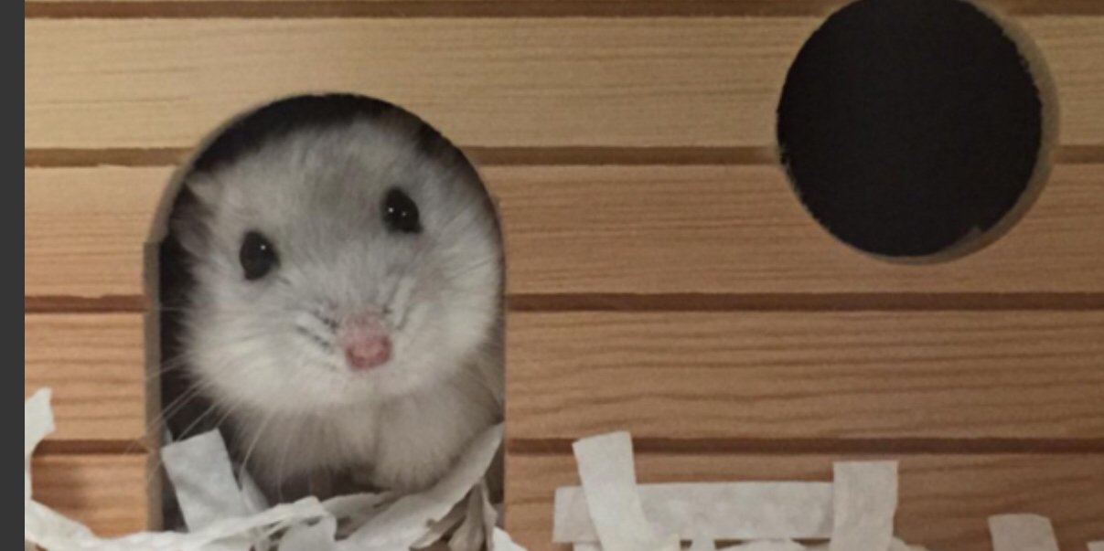 Dapphane's profile banner image