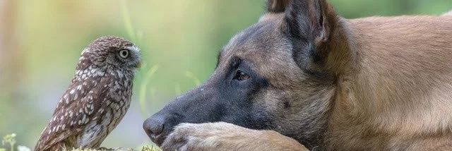 MightyGregDoge banner