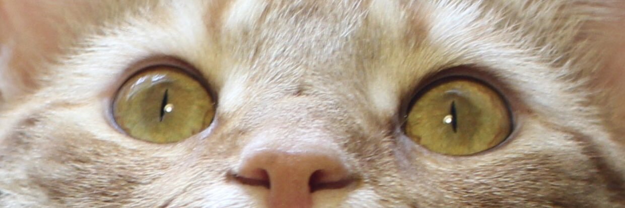 MissMariMarie's profile banner image