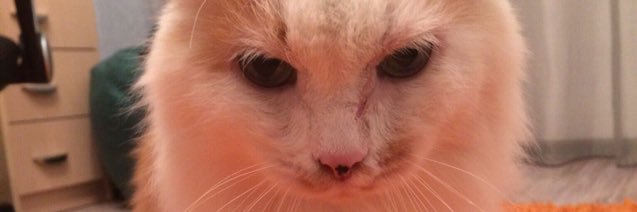 playboyegger's profile banner image