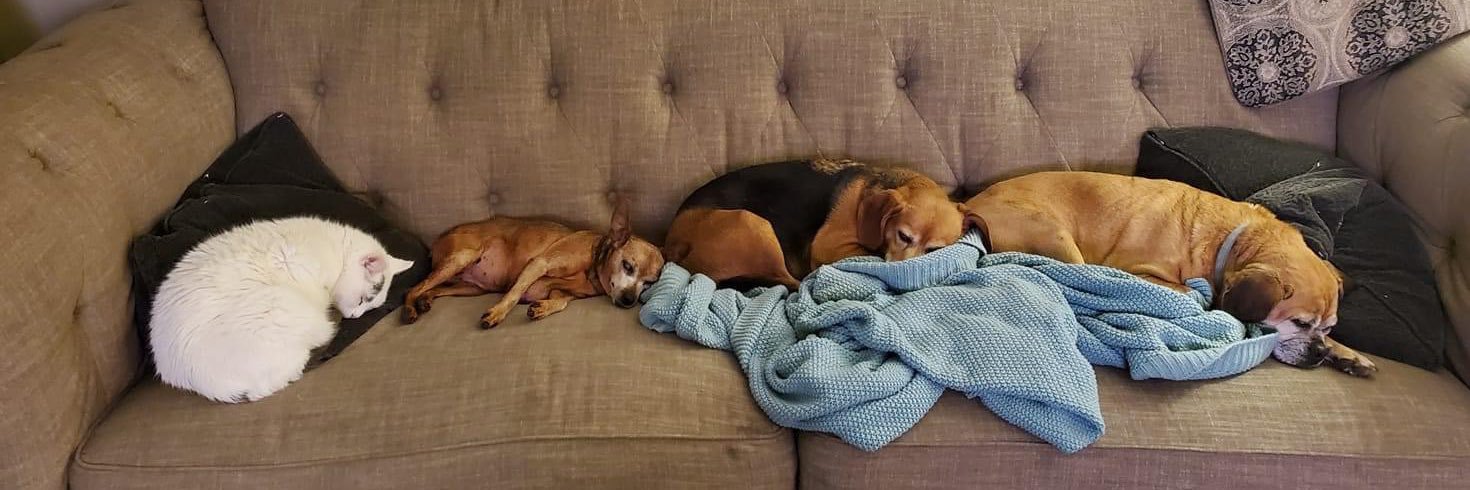 maybe: Stacey banner