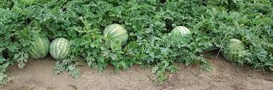 MELONFARMERSVC's profile banner image