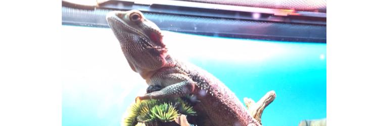 pmhslilizards's profile banner image