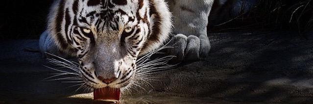 GausemelThomas's profile banner image