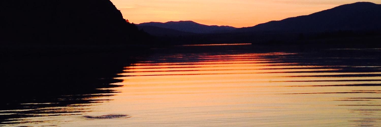 Bull Stock Media banner