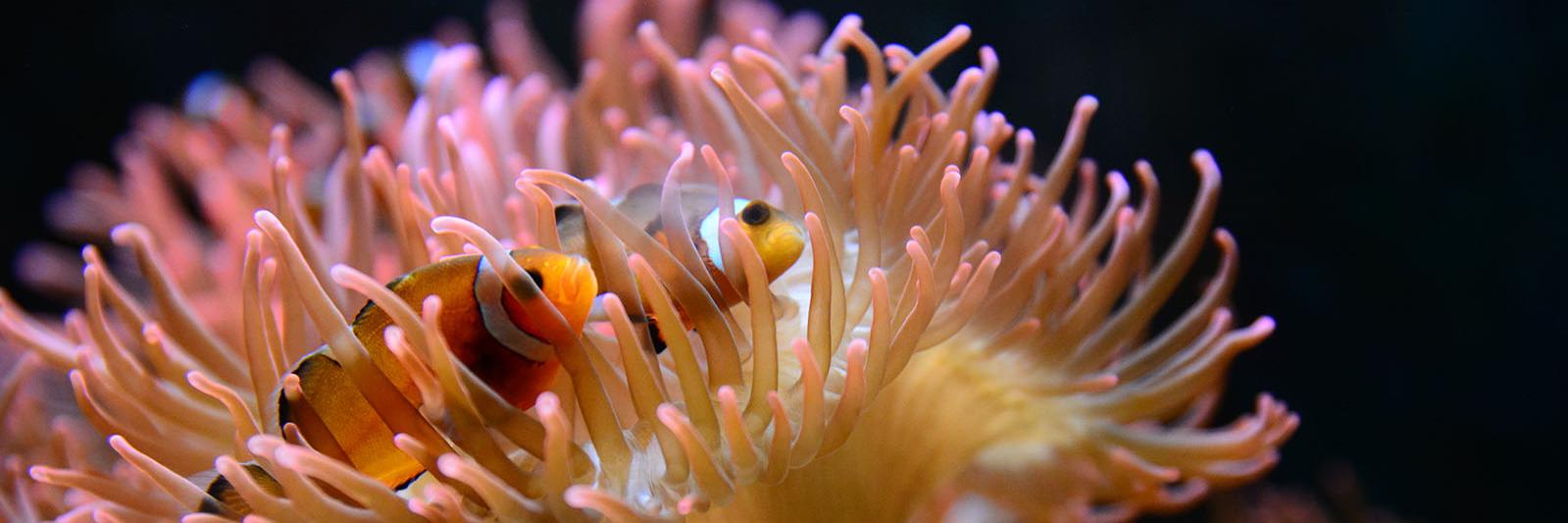 OurNewFish's profile banner image