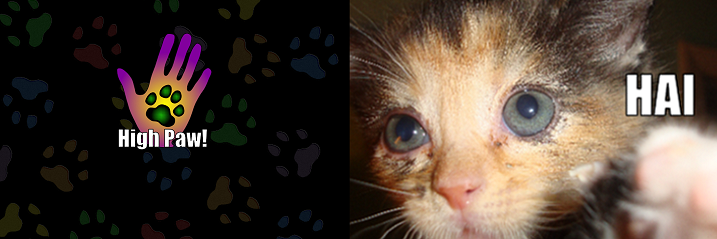 Kitten_Kane's profile banner image