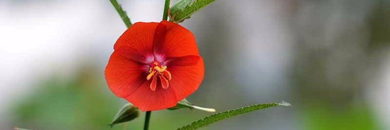 Rajib1898's profile banner image